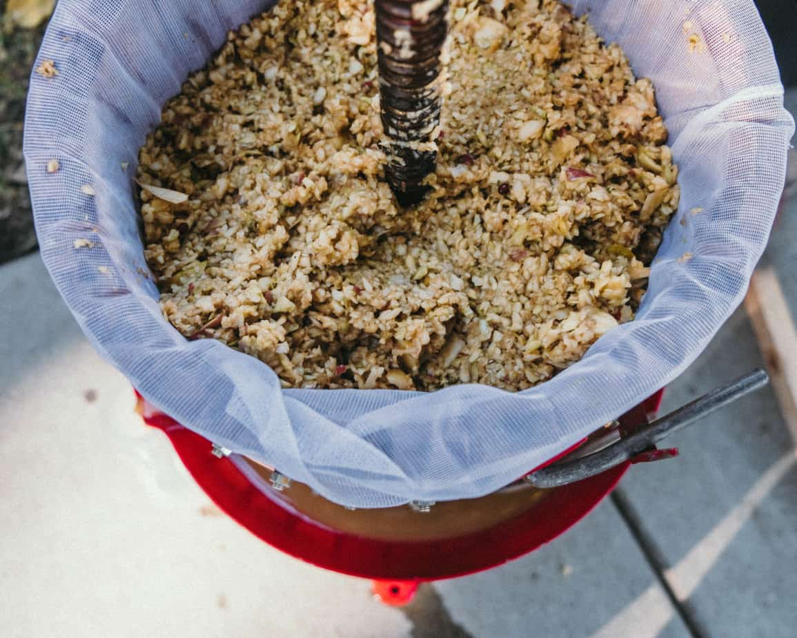 apple chunks ready to pressed in an apple cider press